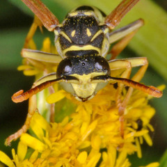 Polistes bischoffi