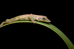 Anolis roquet