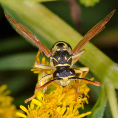 Polistes bischoffi