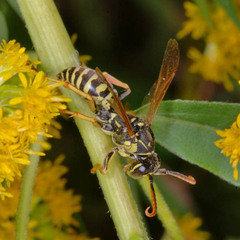 Polistes bischoffi