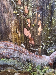 Peniophora incarnata