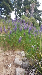 Lupinus succulentus