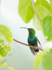 Eulampis holosericeus