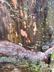 Peniophora incarnata