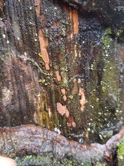 Peniophora incarnata