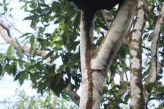 Nasutitermes corniger