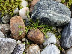 Sagina saginoides