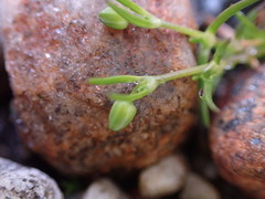 Sagina saginoides