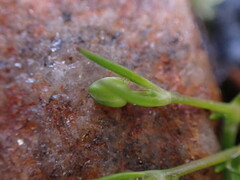 Sagina saginoides