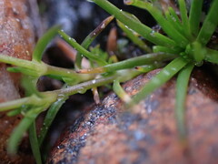 Sagina saginoides