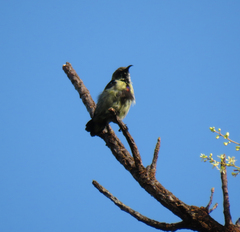 Cinnyris bifasciatus