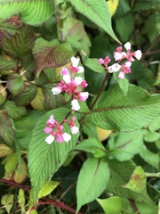 Koenigia campanulata