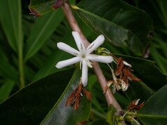 Gardenia cornuta