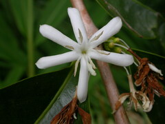Gardenia cornuta