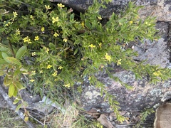 Goodenia ovata