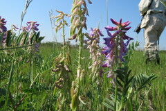 Astragalus bisulcatus