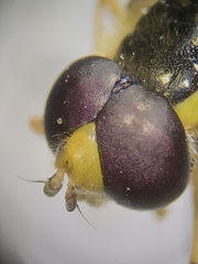 Xanthogramma flavipes