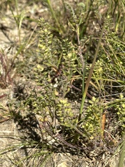 Lepidium lasiocarpum