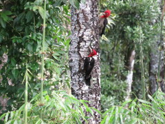 Campephilus robustus