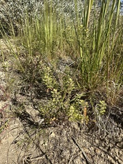 Lepidium lasiocarpum