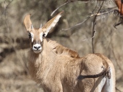 Hippotragus equinus