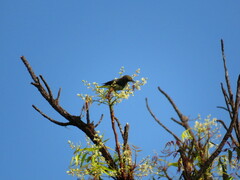 Cinnyris bifasciatus