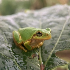Hyla japonica
