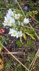 Gentianella corymbifera