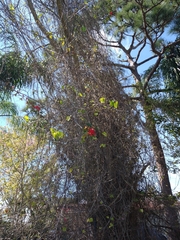 Passiflora miniata
