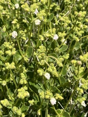 Mirabilis tenuiloba