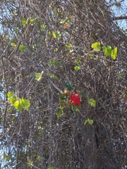 Passiflora miniata