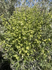 Mirabilis tenuiloba