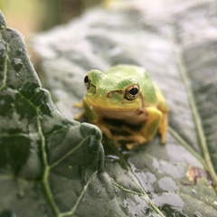 Hyla japonica