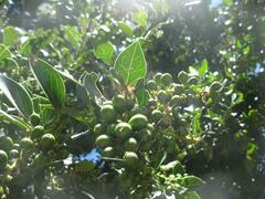 Citronella mucronata