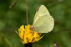 Colias palaeno