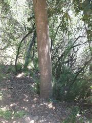 Citronella mucronata