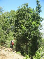 Citronella mucronata