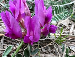 Astragalus crassicarpus