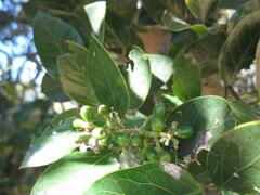 Citronella mucronata