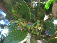 Citronella mucronata