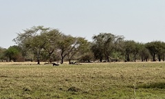 Syncerus caffer brachyceros