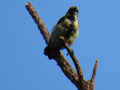 Cinnyris bifasciatus