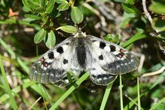 Parnassius phoebus