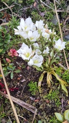 Gentianella corymbifera