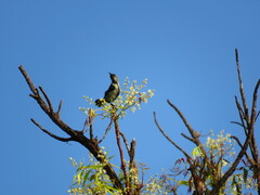 Cinnyris bifasciatus