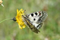 Parnassius phoebus