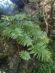 Polypodium macaronesicum azoricum