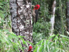 Campephilus robustus