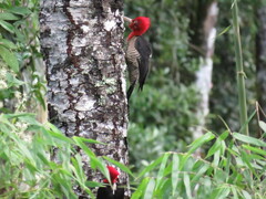 Campephilus robustus