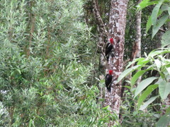 Campephilus robustus